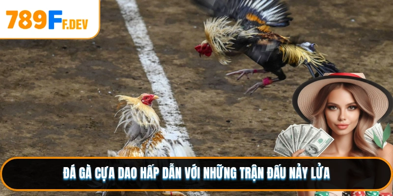 Đá gà cựa dao hấp dẫn với những trận đấu nảy lửa
