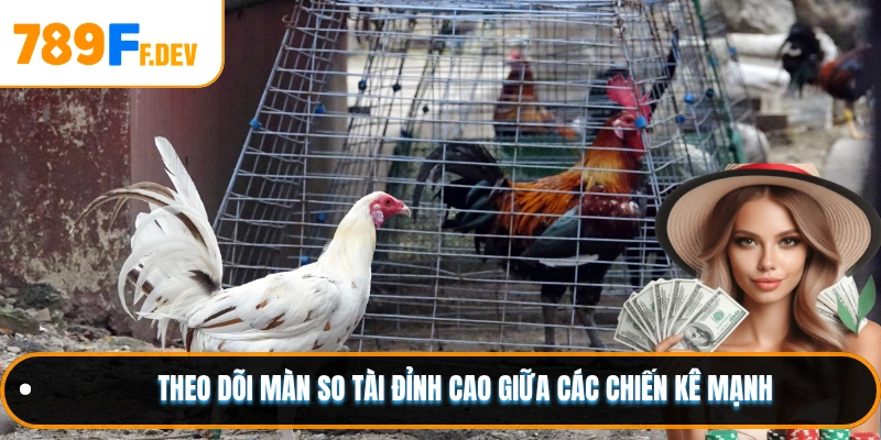 Theo dõi màn so tài đỉnh cao giữa các chiến kê mạnh