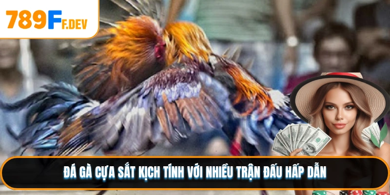 Đá gà cựa sắt kịch tính với nhiều trận đấu hấp dẫn