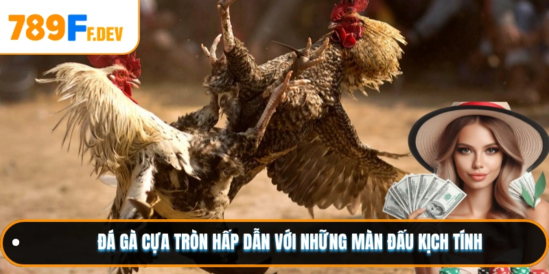 Đá gà cựa tròn hấp dẫn với những màn đấu kịch tính