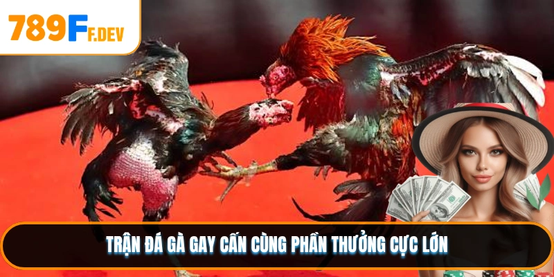 Trận đá gà gay cấn cùng phần thưởng cực lớn