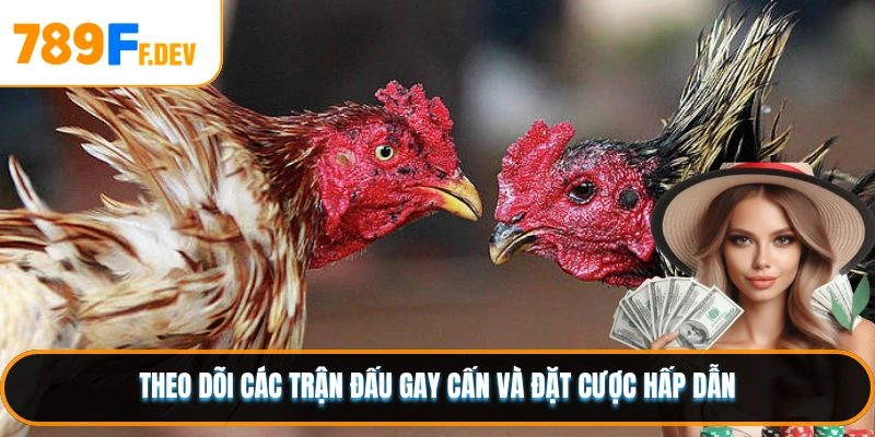 Đá gà Thomo kịch tính với những trận đấu đỉnh cao
